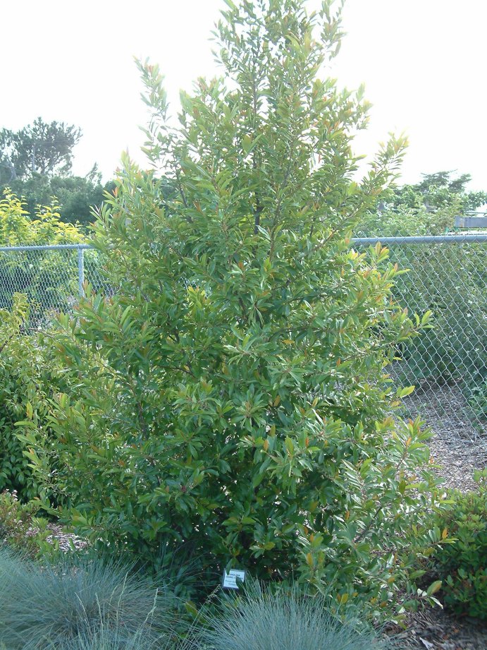 Plant photo of: Prunus caroliniana 'Compacta'