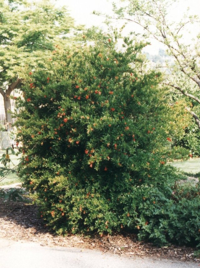 Plant photo of: Punica granatum 'Nana'