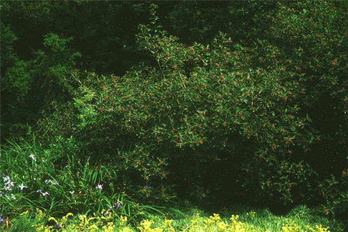 Plant photo of: Rhus integrifolia