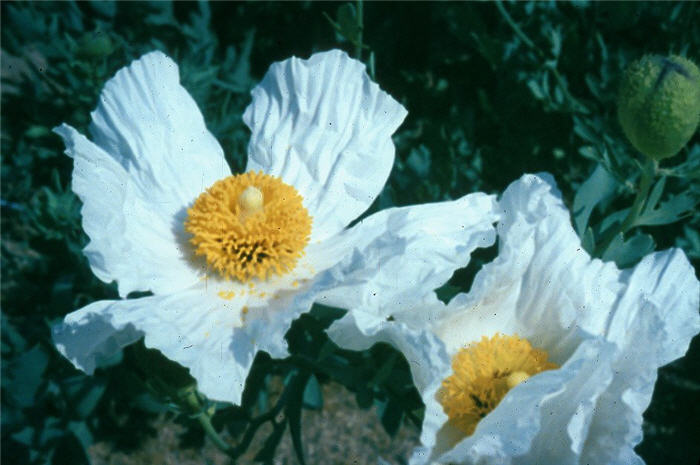 Plant photo of: Romneya coulteri