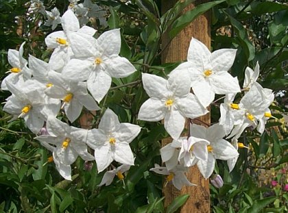 Plant photo of: Solanum jasminoides