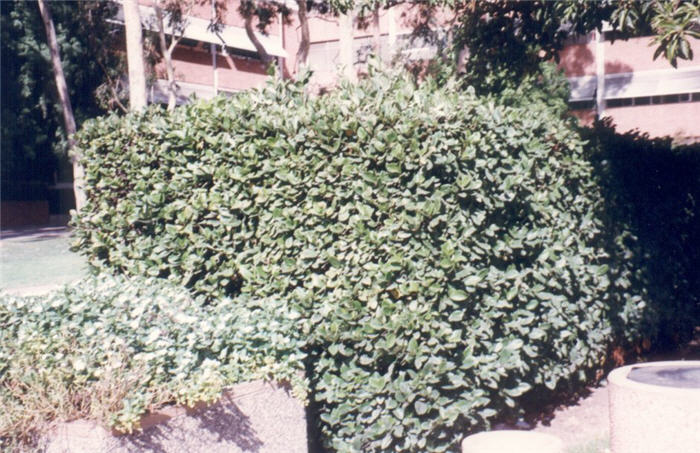 Plant photo of: Viburnum suspensum