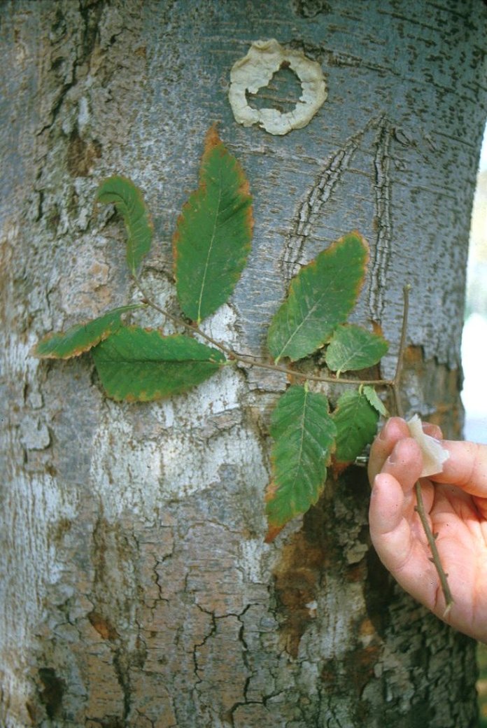 Plant photo of: Zelkova serrata