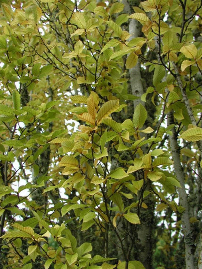 Carpinus betulus 'Fastigiata'