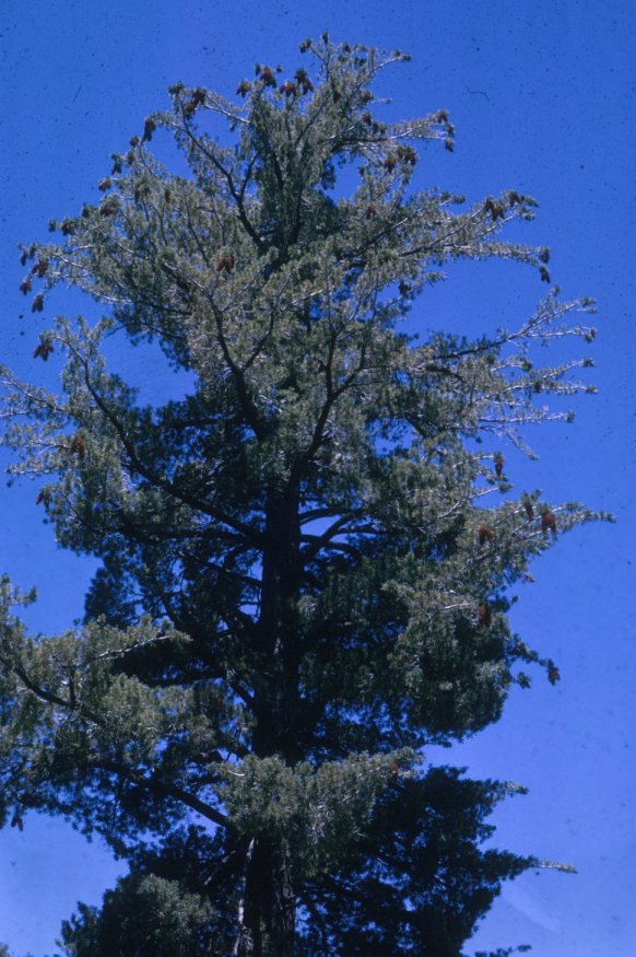 Plant photo of: Pinus lambertiana