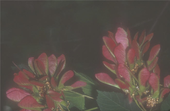 Plant photo of: Acer tataricum