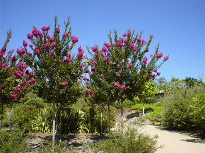Plant photo of: Lagerstroemia 'Tuscarora'