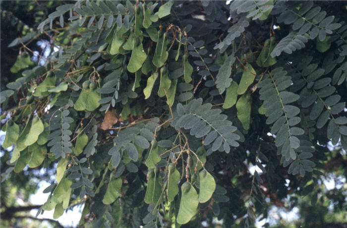 Plant photo of: Tipuana tipu