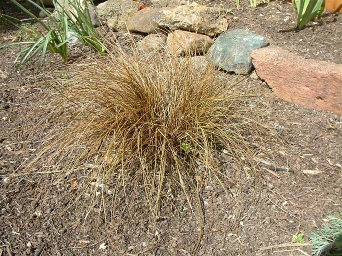 Plant photo of: Carex buchananii