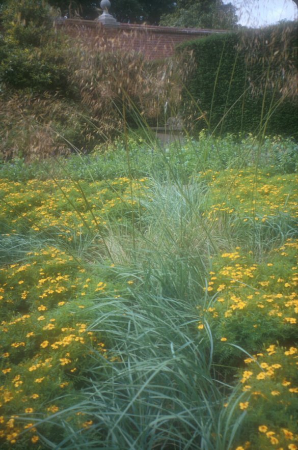 Plant photo of: Stipa gigantea