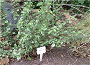 Evergreen Currant
